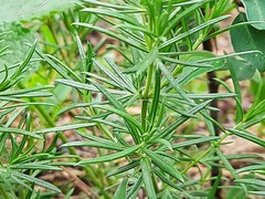 Dracocephalum austriacum