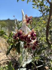 Asclepias californica californica
