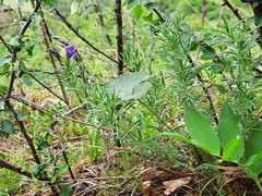 Dracocephalum austriacum