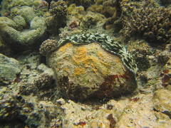 Tridacna derasa