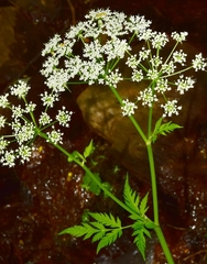 Chaerophyllum hirsutum
