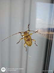 Leptostylopsis terraecolor