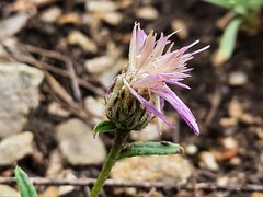 Psephellus boissieri
