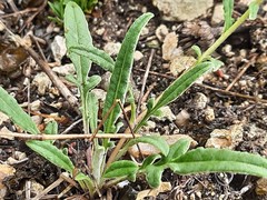 Psephellus boissieri