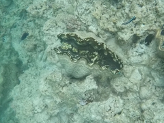 Tridacna derasa