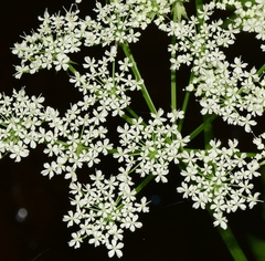 Chaerophyllum hirsutum