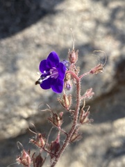 Phacelia parryi
