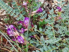 Astragalus buschiorum