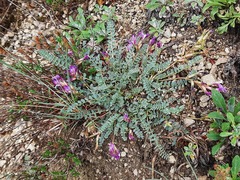 Astragalus buschiorum