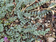 Astragalus buschiorum