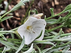 Convolvulus calvertii ruprechtii