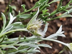 Convolvulus calvertii ruprechtii