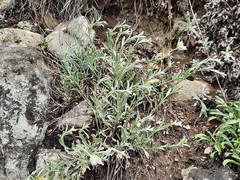 Convolvulus calvertii ruprechtii