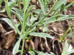 Convolvulus calvertii ruprechtii