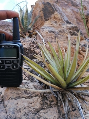 Agave felgeri