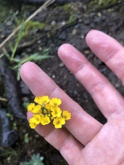 Draba hispida