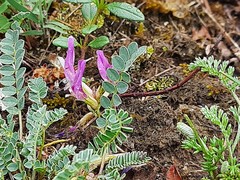 Astragalus sanguinolentus