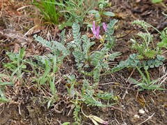 Astragalus sanguinolentus