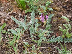Astragalus sanguinolentus