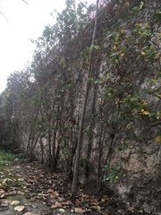 Magnoliopsida