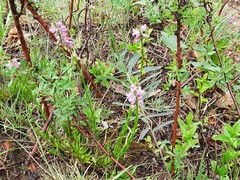 Polygala anatolica