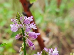 Polygala anatolica