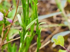 Polygala anatolica