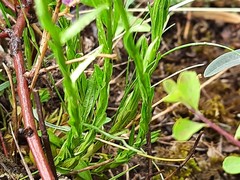Polygala anatolica