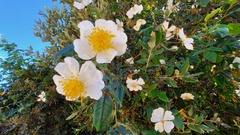 Rosa sempervirens