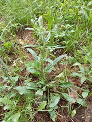 Campanula sibirica