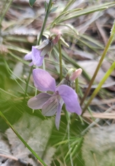 Viola dactyloides