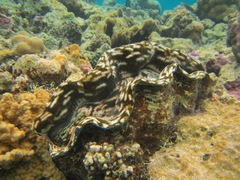 Tridacna derasa