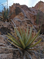 Agave felgeri