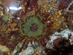 Aulactinia verrucosa