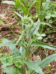 Campanula sibirica