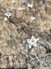 Osmadenia tenella