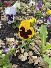 Viola × wittrockiana