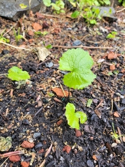 Alliaria petiolata