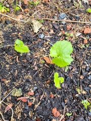 Alliaria petiolata