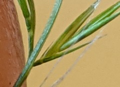 Festuca myuros