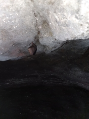 Rhinolophus hipposideros