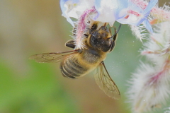 Megachile willughbiella