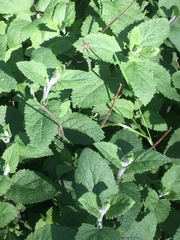Stachydeae