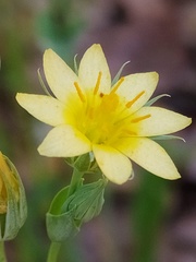 Blackstonia acuminata