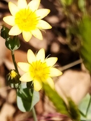Blackstonia acuminata