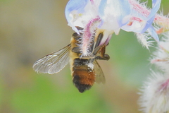 Megachile willughbiella