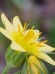 Blackstonia acuminata