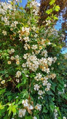Rosa sempervirens