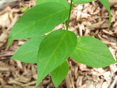 Vincetoxicum rehmannii