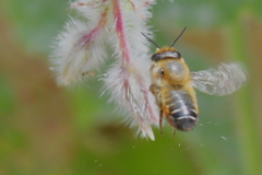 Megachile willughbiella